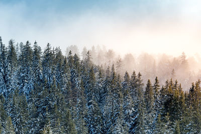 Pine trees in forest against sky during winter