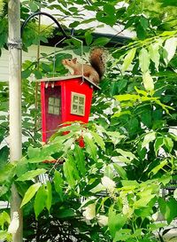 Low angle view of red cat on tree