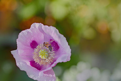 Close-up of pink rose flower