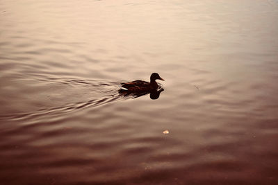 Duck swimming in a lake