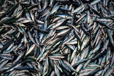 Full frame shot of fishes