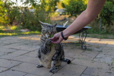 The cat sniffs and licks catnip in the backyard