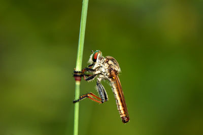 Close-up of insect on plant