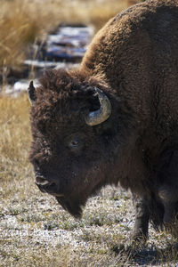 Close-up of horse on field