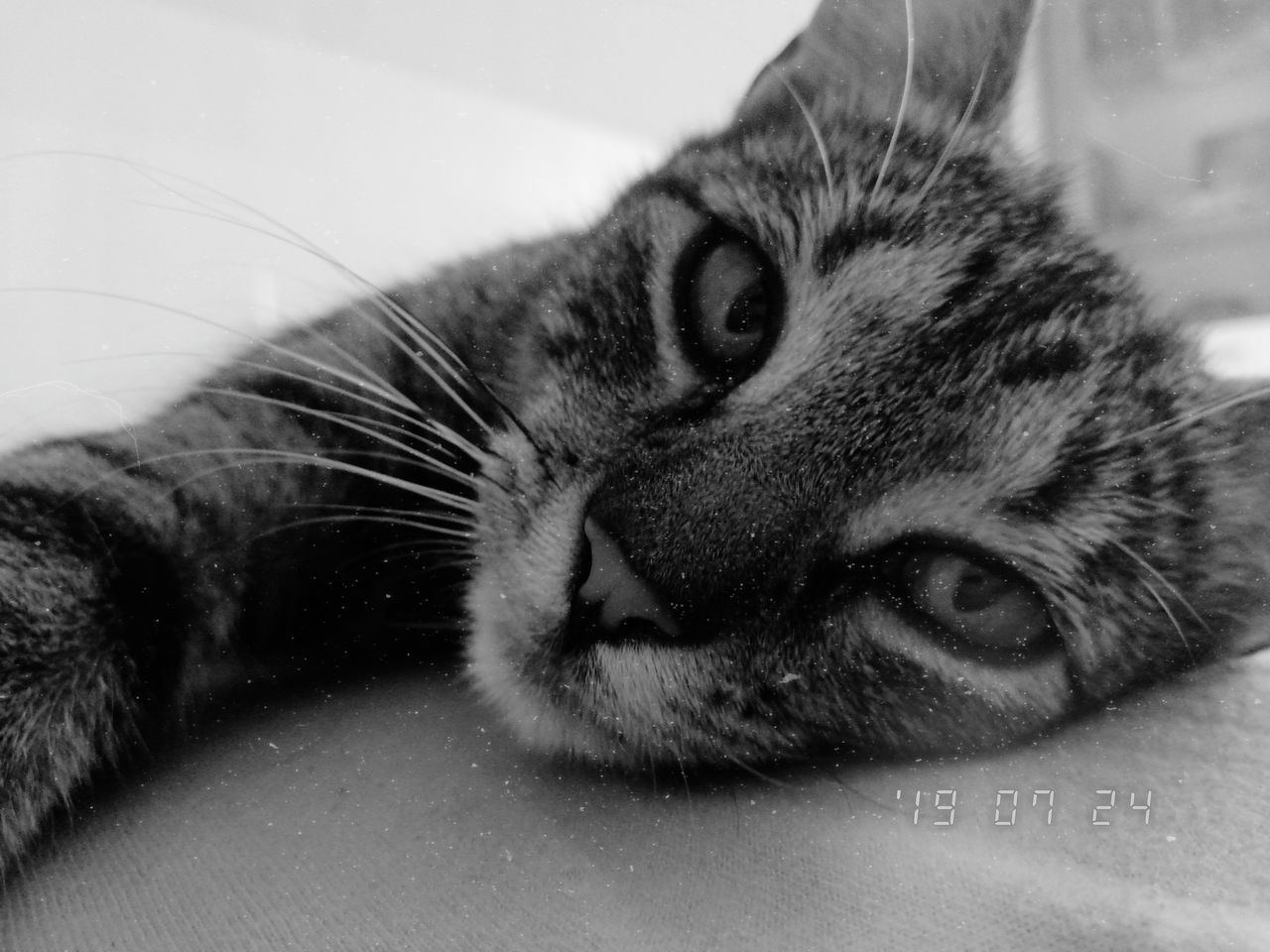 mammal, cat, domestic, one animal, domestic cat, animal, animal themes, pets, domestic animals, feline, vertebrate, close-up, indoors, relaxation, whisker, no people, lying down, portrait, looking at camera, resting, animal head, tabby