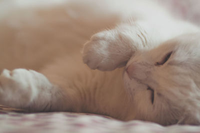Close-up of cat sleeping