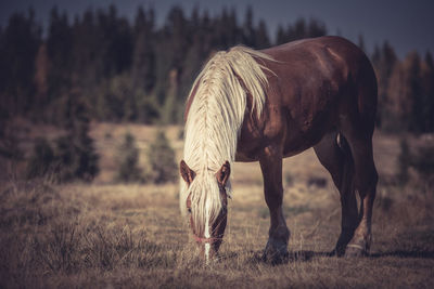 Horse grazing in a field