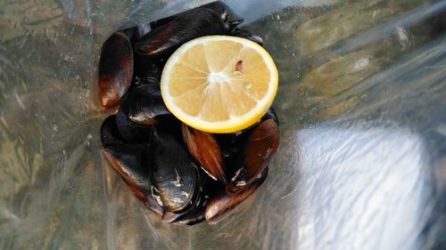 Close-up of clams with lemon slice on plastic