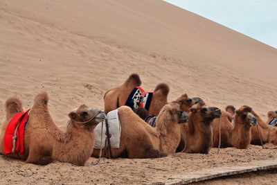 People relaxing in a desert