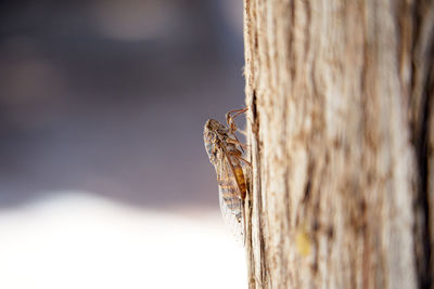 Close-up of insect on tree trunk