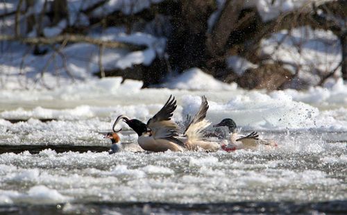 Birds flying over frozen during winter