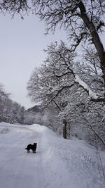 Dog on snow covered trees against sky
