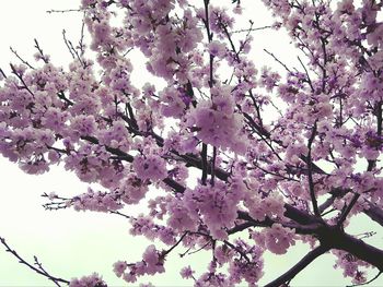 Low angle view of pink flowers on tree