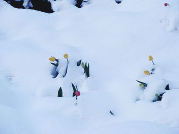 Swans on snow covered landscape