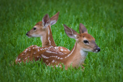 Close-up of deer on field