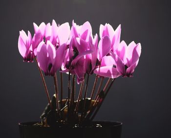 Close-up of flowers over black background
