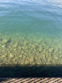 High angle view of fish swimming in sea