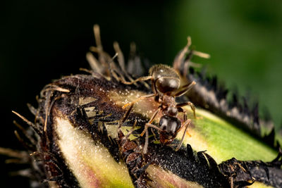 Close-up of insect