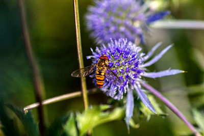 Close-up of bee pollinating on purple flower