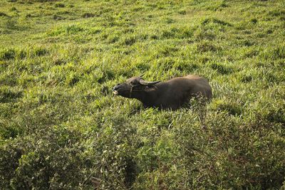 Buffalo sitting on the grass field