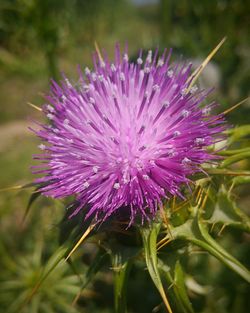 Close-up of purple flowers