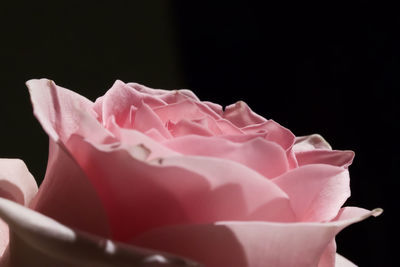 Close-up of pink rose against black background