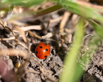 High angle view of ladybug on field