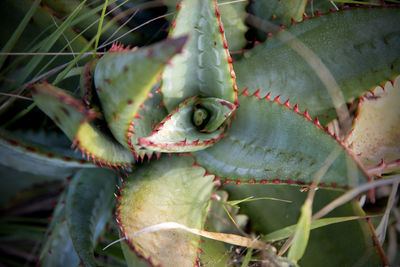 Close-up of succulent plant