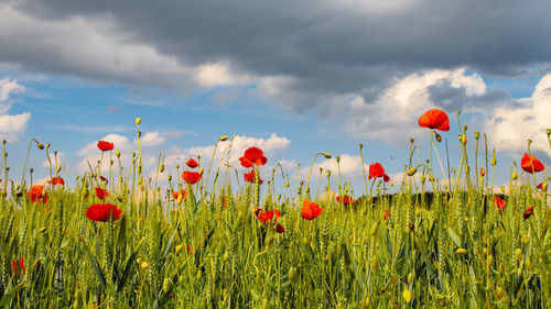 Red poppy flowers on field against sky