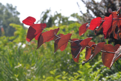 Close-up of red leaves hanging on tree against sky