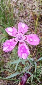 High angle view of pink flowering plant on field