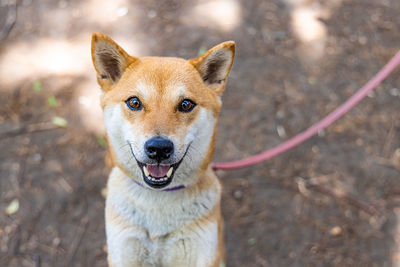 Close-up portrait of dog