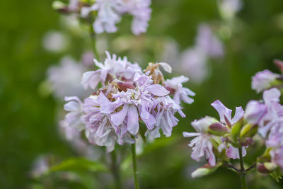 Close-up of pink flowering plant