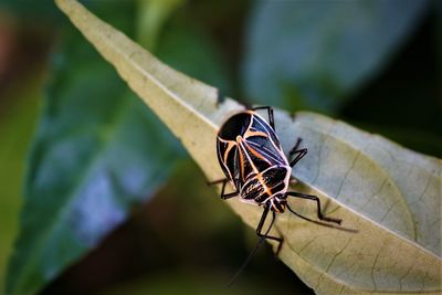 Close-up of beetle insect on leaf