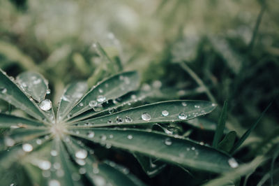 Close-up of wet plant leaves during rainy season