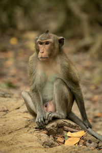 Lion sitting on land