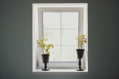 Potted plant on window sill at home