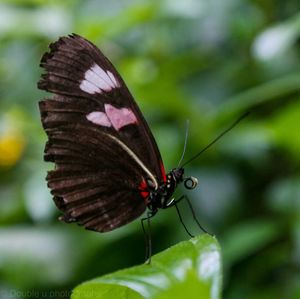 Close-up of butterfly on leaf