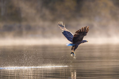 Close-up of eagle flying over sea