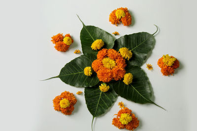 High angle view of orange flowers on white background