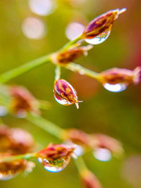 Grass seeds looks refreshing