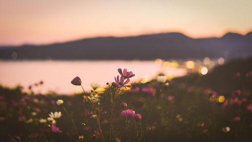 Close-up of pink flowering plants on land against sky during sunset