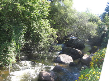 View of rocks by river in forest