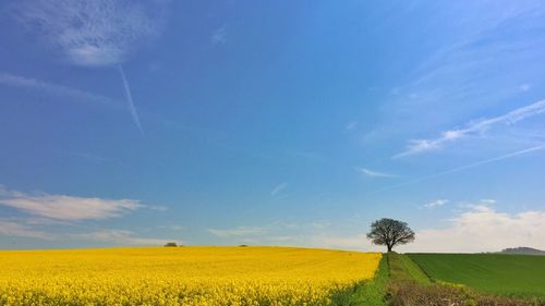 Scenic view of field against clear sky