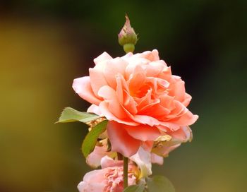 Close-up of peach rose blooming outdoors