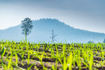 Scenic view of agricultural field against sky