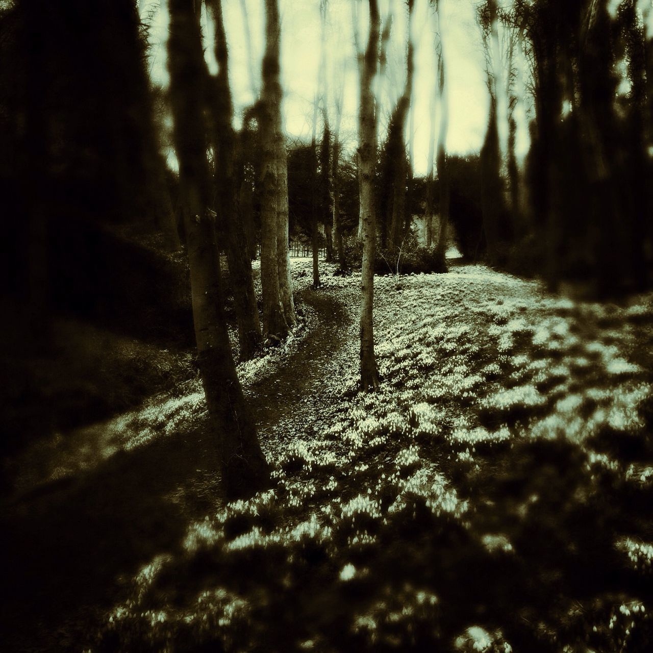 tree, the way forward, tranquility, nature, growth, tree trunk, season, tranquil scene, beauty in nature, sunlight, diminishing perspective, footpath, surface level, outdoors, forest, no people, street, shadow, road, scenics