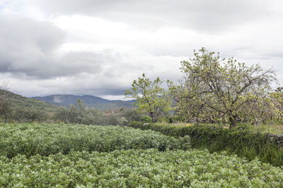 Scenic view of field against sky