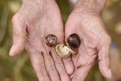 Close-up of hand holding snail