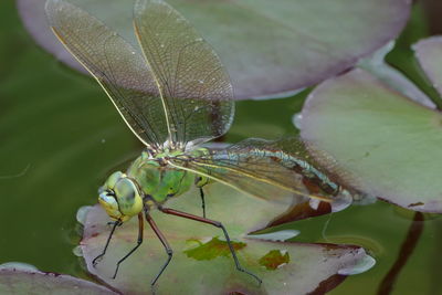 Close-up of insect on leaf. dragonfly in water 